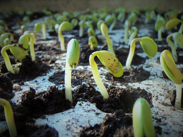 Seed Germination for Healthier Plants