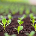 Simple Strategies for Enhancing Soil Quality