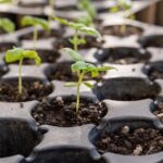 Starting seedlings from seeds