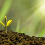 Summer Gardening Fails - Top Mistakes to Avoid