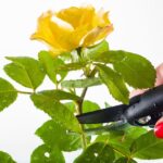 summer pruning