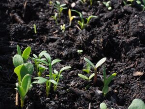 The Benefits of Soil Health in Container Gardening