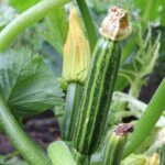Maximizing Your Zucchini Harvest