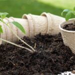 Transplant Success to Ensure Healthy Growth of Plants