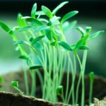 Understanding Slow Plant Growth - Causes and Remedies