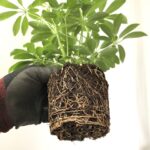 Understanding the Obstacles Faced by Plant Roots