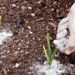 Using Ashes as a Natural Pest Control Method