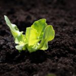 Vegetables That Thrive in Indian Summer Shade Containers