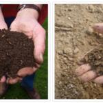 Vermicompost Vs. Traditional Compost