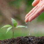 Water is essential for seed germination, but how much is too much?