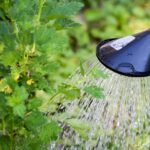 Watering Tips for Indian Summer Gardening
