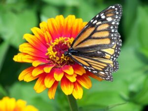 create a thriving butterfly garden using grow bags