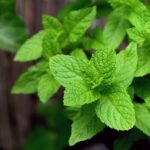 heat-tolerant herbs