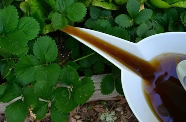 Compost Tea - An Organic Solution for a Thriving Garden