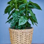 Crucial Plant Care Factors for Optimal Growth