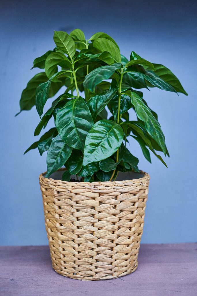 Crucial Plant Care Factors for Optimal Growth
