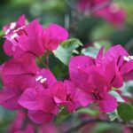 Guide to Growing Bougainvillea in Indian Summers