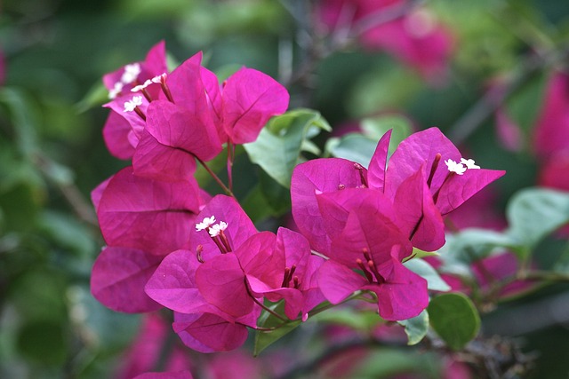 Bougainvillea Gardening: Tips for Growing this Colorful Summer Flower