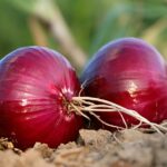 Harnessing the Power of Onions for a Lush and Healthy Garden