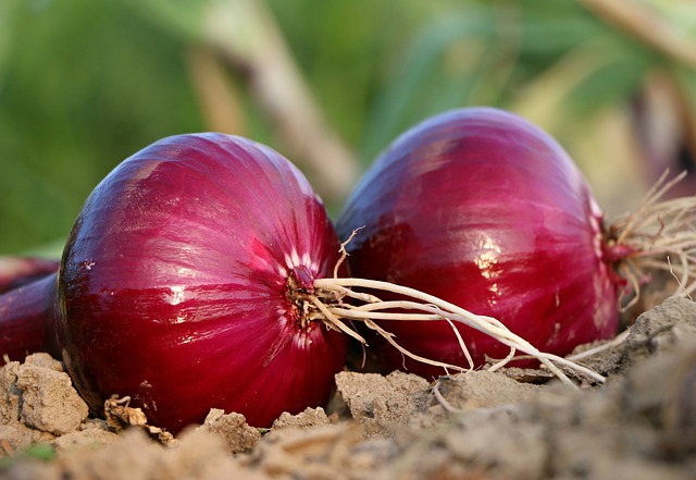 Harnessing the Power of Onions for a Lush and Healthy Garden