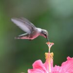 Hibiscus Cuttings - Choosing the Right Potting Mix for Healthy Growth