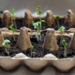 Overcoming Seed Germination Challenges