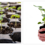 Seed starting vs. buying plants