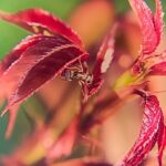 The Ultimate Guide to Banishing Ants from Your Potted Plants