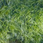 Unleashing the Power of Seaweed - A Natural Solution for Healthier Plants