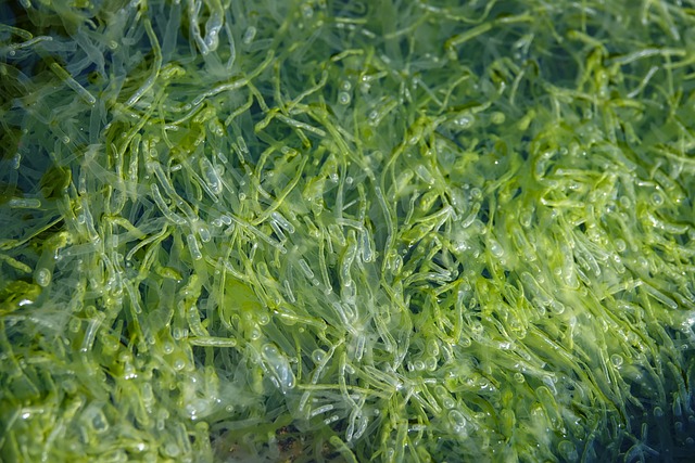 Unleashing the Power of Seaweed - A Natural Solution for Healthier Plants