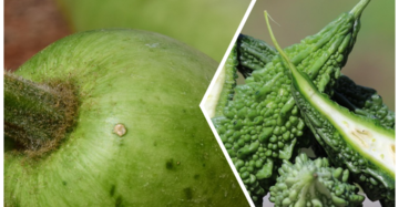 Grow Lauki & Karela in Grow Bags During Monsoon