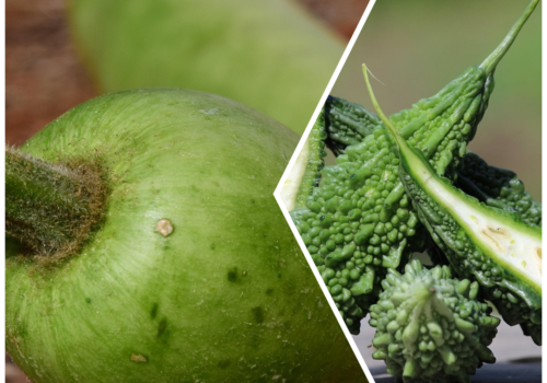 Grow Lauki & Karela in Grow Bags During Monsoon