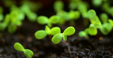 Home Gardening Solutions & Quality Grow Bags