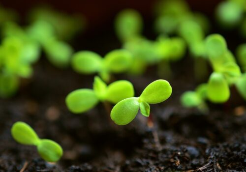 Home Gardening Solutions & Quality Grow Bags
