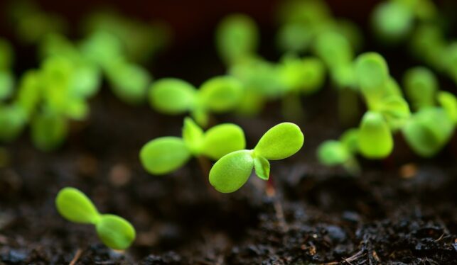 Home Gardening Solutions & Quality Grow Bags